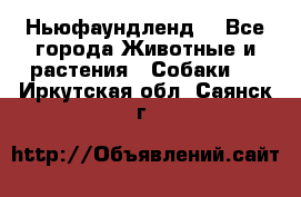 Ньюфаундленд  - Все города Животные и растения » Собаки   . Иркутская обл.,Саянск г.